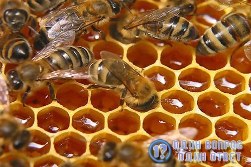 Как проверить мед на натуральность не выходя из дома?