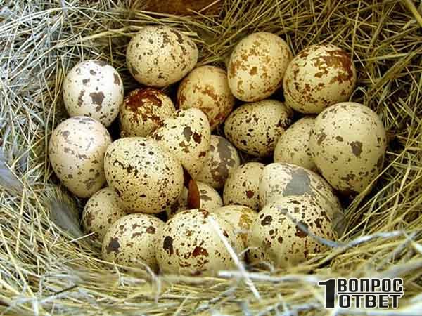 Перепелиные яйца - фото