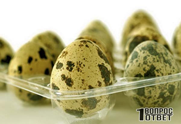 Варим перепелиные яйца своим детям