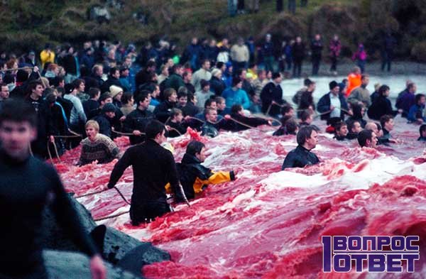 Кровавый образ на берегу - массовые убийства невинных дельфинов