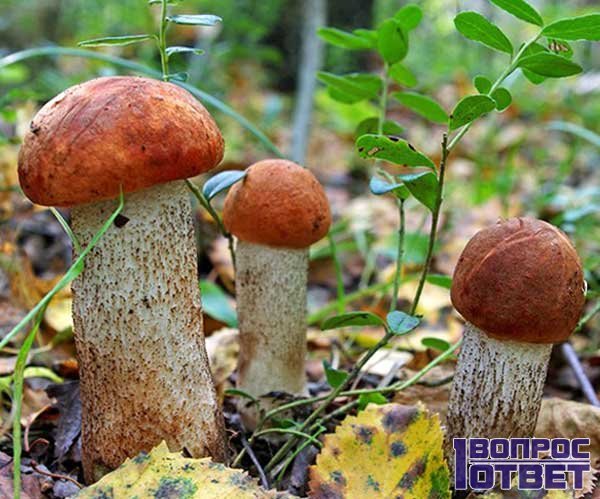 Как быстро растут грибы в лесу?