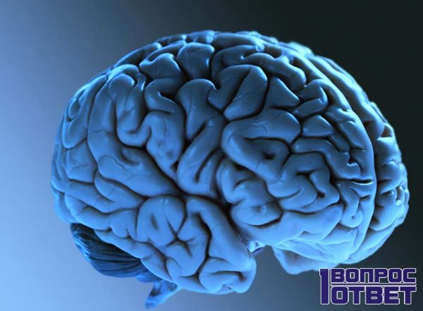 Мозг в голове человека