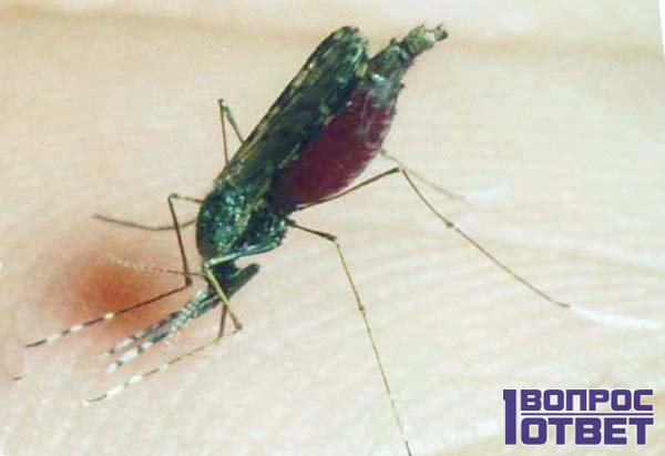 комар кусает и заражает марярией