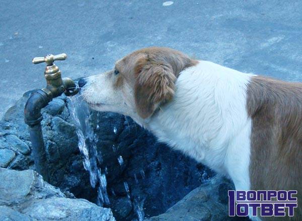 Собаки любят воду