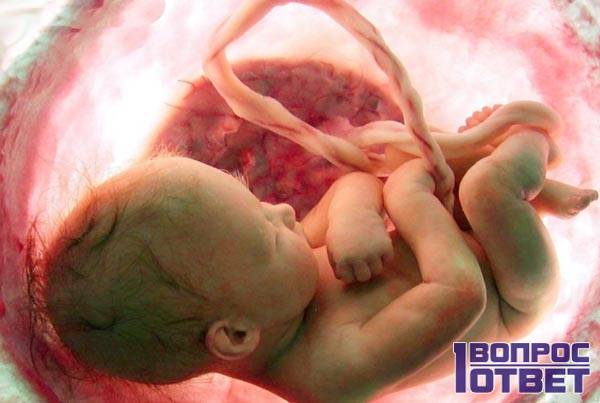 Эмбрион развивается в матке