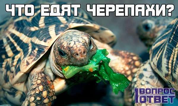 Что едят черепахи домашние