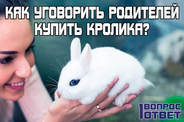 Как уговорить родителей купить кролика?