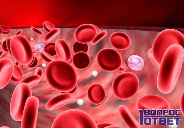 Кровь и ее лейкоциты