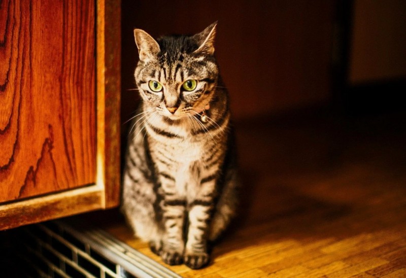 Сколько кошка проживёт без питания?