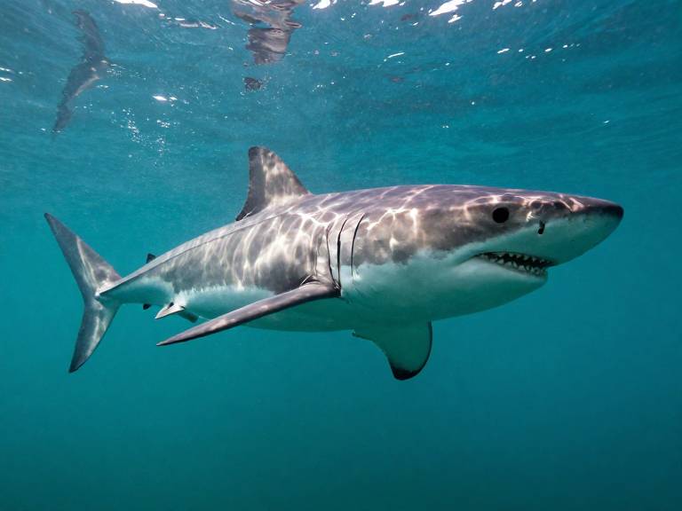 Белые акулы возвращаются в Северное море