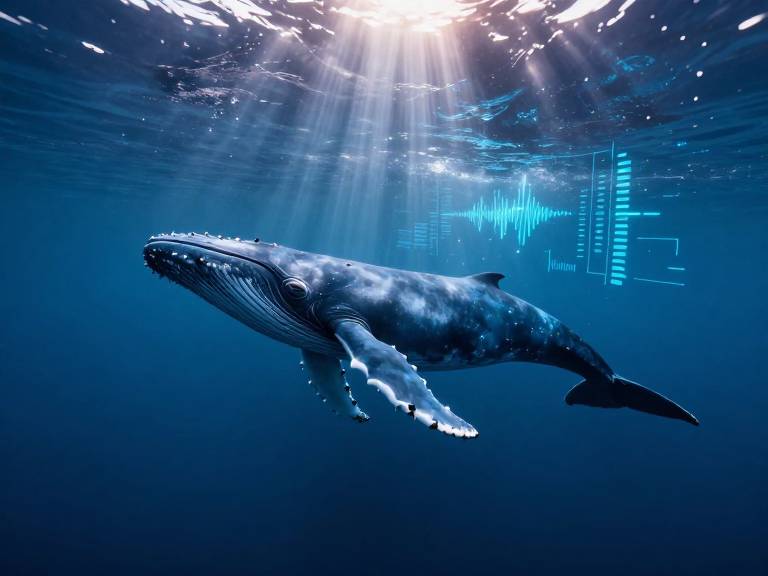 Нейросеть научили искать китов по одной песне