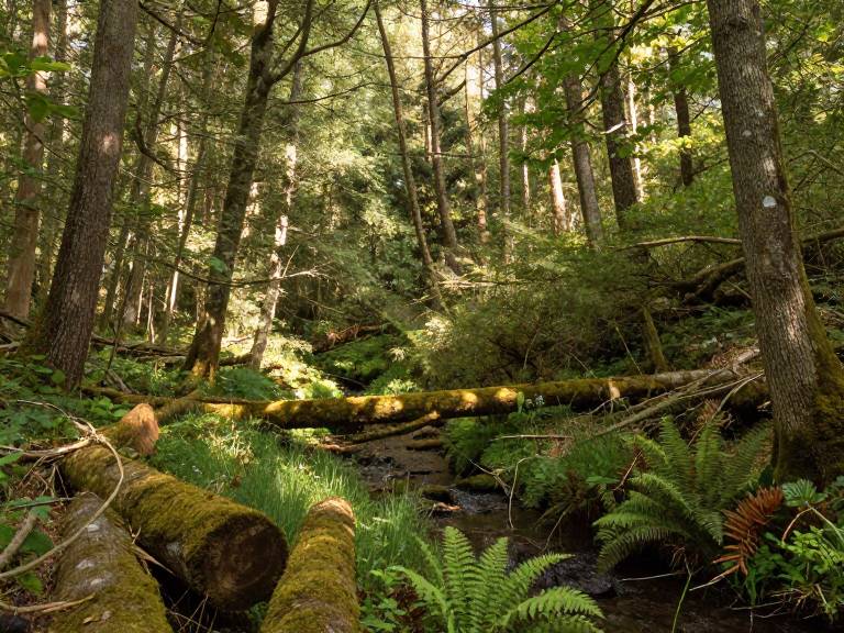 Восстановление лесов спасает биоразнообразие